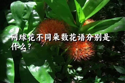 网球花不同朵数花语分别是什么？