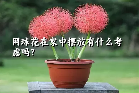 网球花在家中摆放有什么考虑吗？