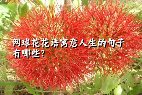 网球花花语寓意人生的句子有哪些？