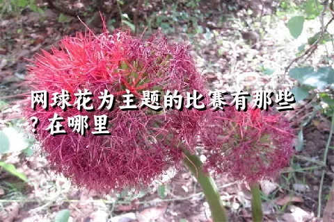 网球花为主题的比赛有那些？在哪里