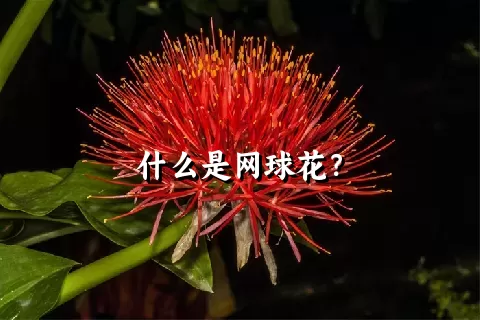 什么是网球花？