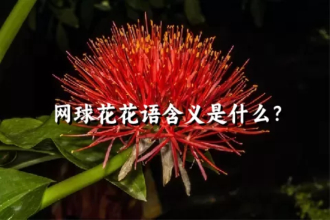 网球花花语含义是什么？