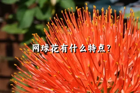 网球花有什么特点？