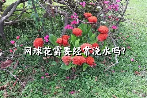 网球花需要经常浇水吗？