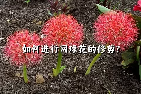 如何进行网球花的修剪？