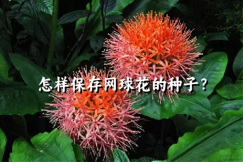 怎样保存网球花的种子？