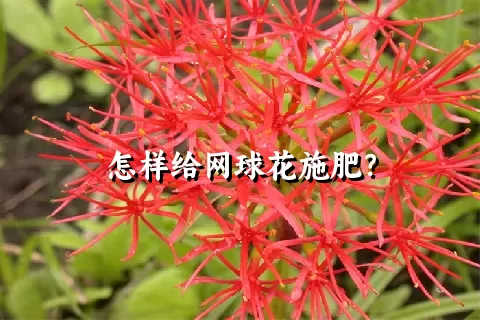 怎样给网球花施肥？