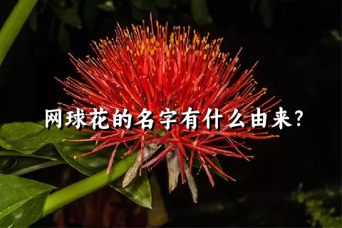 网球花的名字有什么由来？