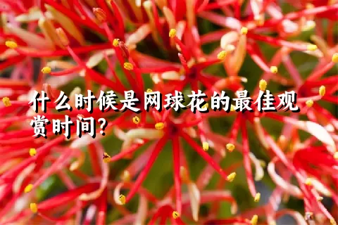 什么时候是网球花的最佳观赏时间？