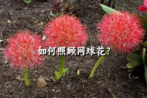 如何照顾网球花？