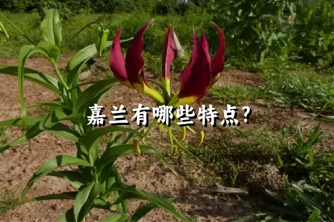 嘉兰有哪些特点?