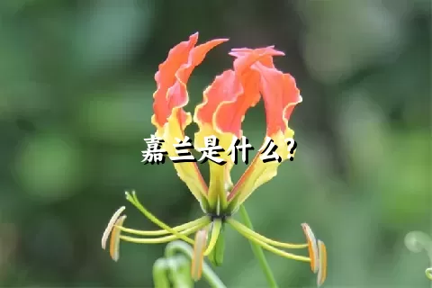 嘉兰是什么?