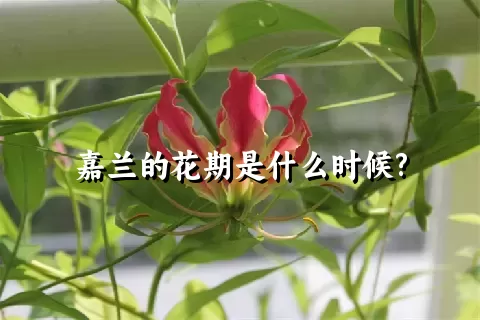 嘉兰的花期是什么时候?