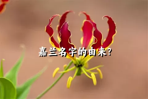 嘉兰名字的由来？