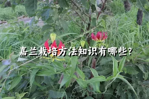 嘉兰栽培方法知识有哪些？