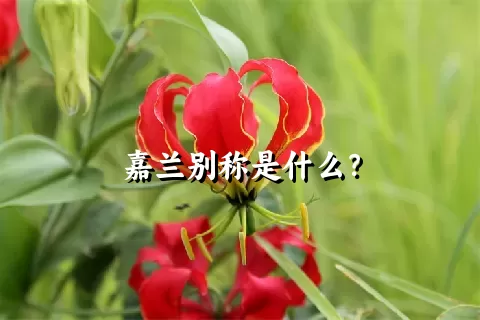 嘉兰别称是什么？