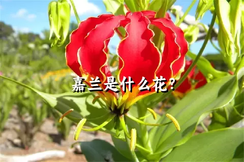 嘉兰是什么花？