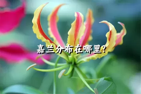 嘉兰分布在哪里?