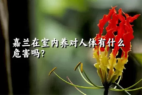 嘉兰在室内养对人体有什么危害吗？