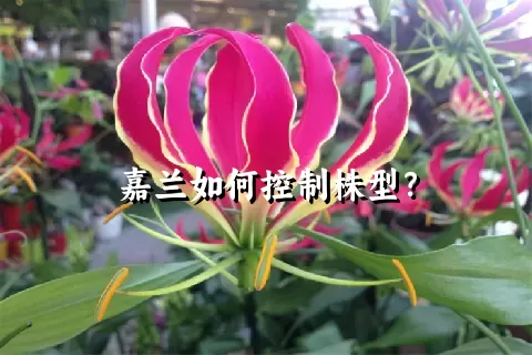 嘉兰如何控制株型？