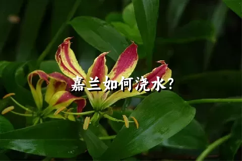 嘉兰如何浇水？