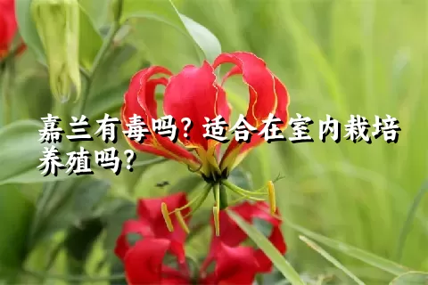 嘉兰有毒吗？适合在室内栽培养殖吗？