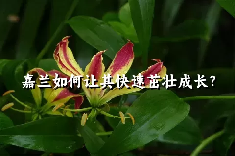 嘉兰如何让其快速茁壮成长？