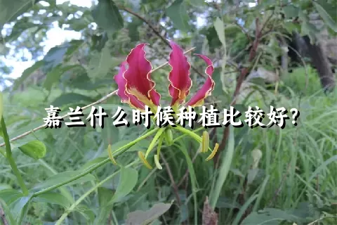 嘉兰什么时候种植比较好？