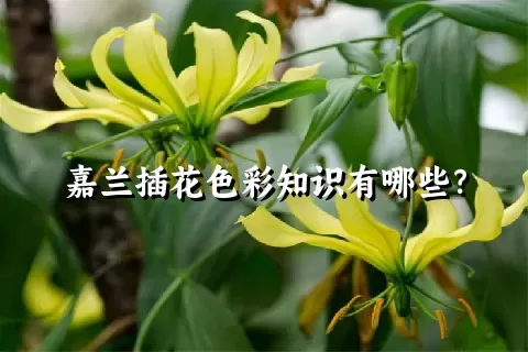 嘉兰插花色彩知识有哪些？