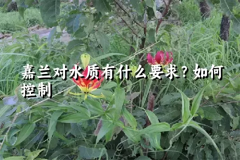 嘉兰对水质有什么要求？如何控制