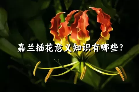 嘉兰插花意义知识有哪些？