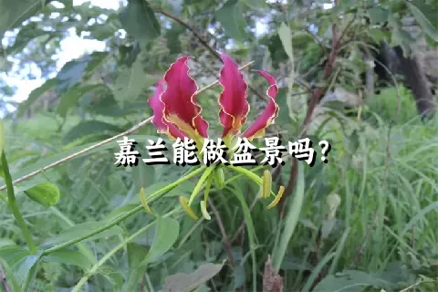 嘉兰能做盆景吗？