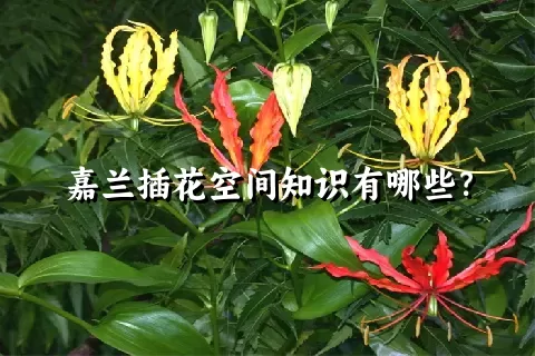 嘉兰插花空间知识有哪些？