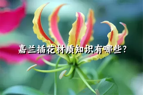 嘉兰插花材质知识有哪些？