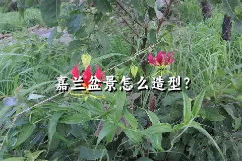 嘉兰盆景怎么造型？