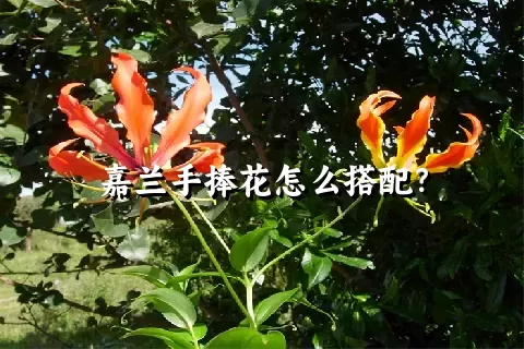 嘉兰手捧花怎么搭配？