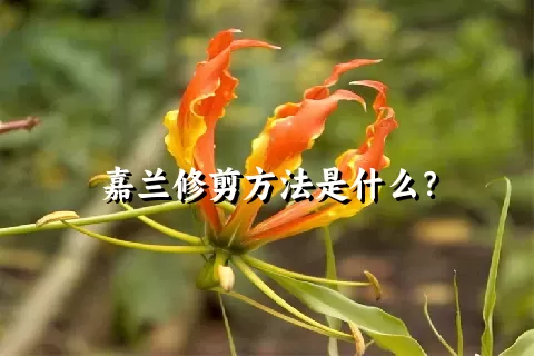 嘉兰修剪方法是什么？