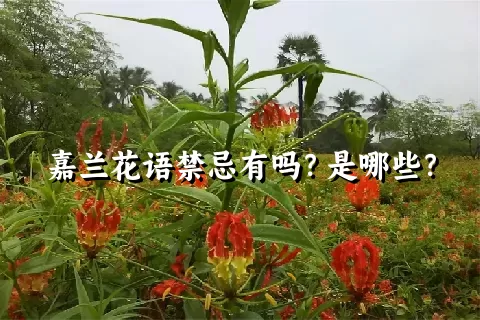 嘉兰花语禁忌有吗？是哪些？