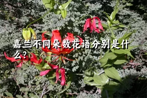 嘉兰不同朵数花语分别是什么？