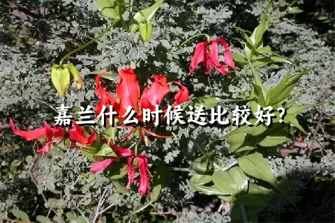 嘉兰什么时候送比较好？