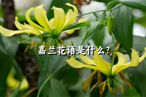 嘉兰花语是什么？