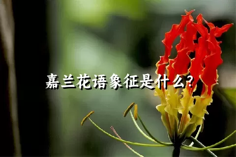 嘉兰花语象征是什么？