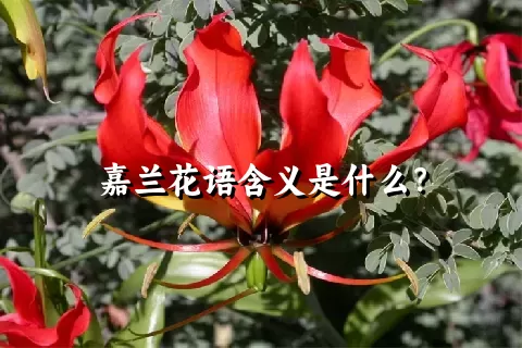 嘉兰花语含义是什么？