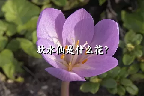 秋水仙是什么花？