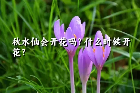 秋水仙会开花吗？什么时候开花？