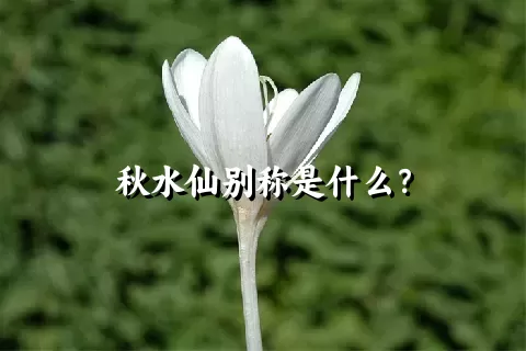 秋水仙别称是什么？