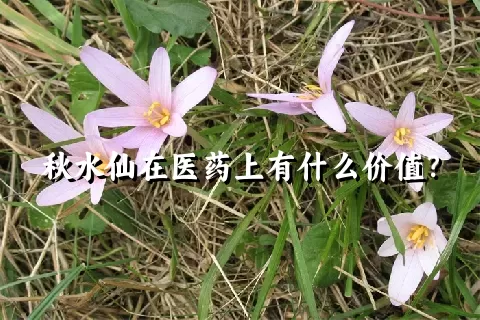 秋水仙在医药上有什么价值？