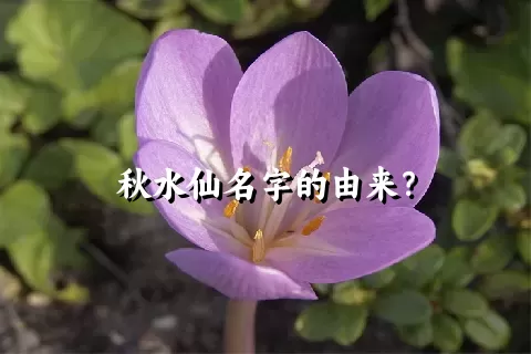 秋水仙名字的由来？