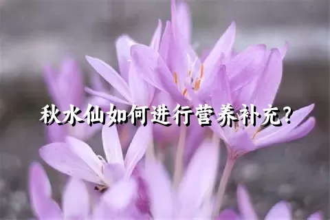 秋水仙如何进行营养补充？