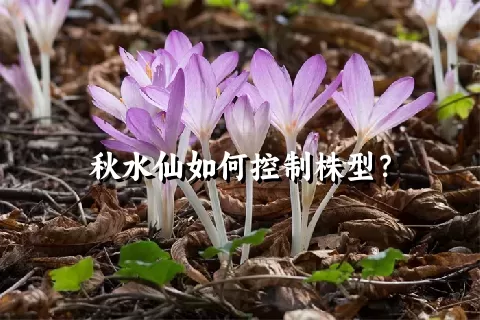 秋水仙如何控制株型？